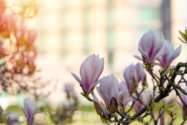 Ilık bir bahar güneşli bir günde dalda beyaz ve pembe manolya çiçekleri