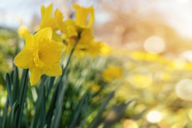 Eşsiz sarı nergis çiçekleri güneşli bir bahar gününde.