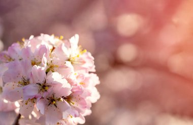 Bahar sıcağında Pembe Kiraz Çiçeği 'nin kapanışı. Çiçek açan ağaç ve güneş ışığıyla güzel bir doğa sahnesi. Bahar çiçekleri. Güzel meyve bahçesi. Tex için İlkbahar Boşluğu