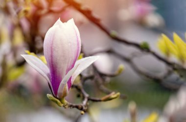 Ilık bir bahar güneşli bir günde dalda beyaz ve pembe manolya çiçekleri