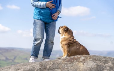 Sıcak ve güneşli bir günde, dağların tepesinde İngiliz buldoglarıyla mutlu bir kadın. Köpek eğitimi. Boş zaman kavramı