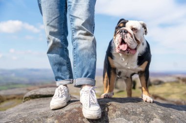 Sıcak ve güneşli bir günde, dağların tepesinde İngiliz buldoglarıyla mutlu bir kadın. Köpek eğitimi. Boş zaman kavramı