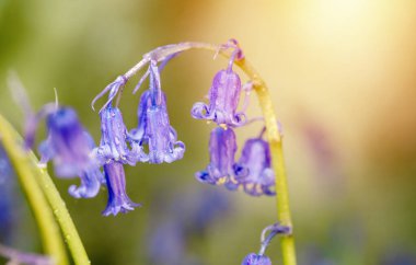 Güneşli bahar gününde yeşil çayır üzerinde BlueBell Çiçekleri 'nin inanılmaz arka planı. Mor çiçekli güzel doğa sahnesi. Bahar çiçekleri. İlkbahar