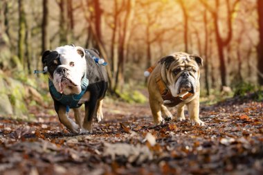 Kırmızı ve siyah üç renkli İngiliz Bulldogları güneşli bir günde ormanda yürüyor