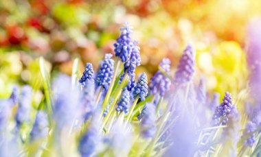 Güzel mavi nişasta üzümlü sümbül çiçekleri baharda çiçek açar. Dekoratif mor muscari ihmal çiçeği ilkbaharda çiçek açar. Doğanın güzelliği ve canlı renkler.