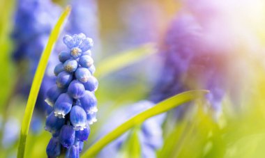 Güzel mavi nişasta üzümlü sümbül çiçekleri baharda çiçek açar. Dekoratif mor muscari ihmal çiçeği ilkbaharda çiçek açar. Doğanın güzelliği ve canlı renkler.