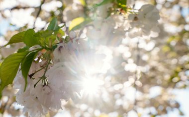 Bahar sıcağında beyaz kiraz çiçeği. Çiçek açan ağaç ve güneş ışığıyla güzel bir doğa sahnesi. Bahar çiçekleri. Güzel meyve bahçesi. Tex için İlkbahar Boşluğu