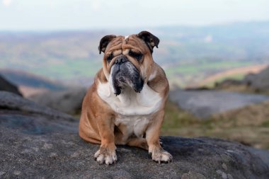 Güneşli bir günde dağın tepesinde oturan İngiliz bulldog 'u..