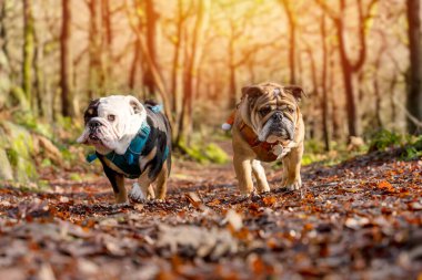Kırmızı ve siyah üç renkli İngiliz Bulldogları güneşli bir günde ormanda yürüyor