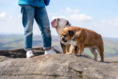 Sıcak ve güneşli bir günde, dağların tepesinde İngiliz buldoglarıyla mutlu bir kadın. Köpek eğitimi. Boş zaman kavramı