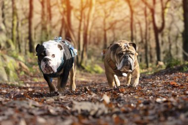 İki cesur, korkusuz kırmızı ve siyah üç renkli İngiliz Bulldogları güneşli bir günde ormanda yürüyorlar.