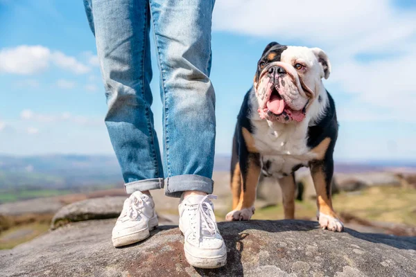 Sıcak ve güneşli bir günde, dağların tepesinde İngiliz buldoglarıyla mutlu bir kadın. Köpek eğitimi. Boş zaman kavramı