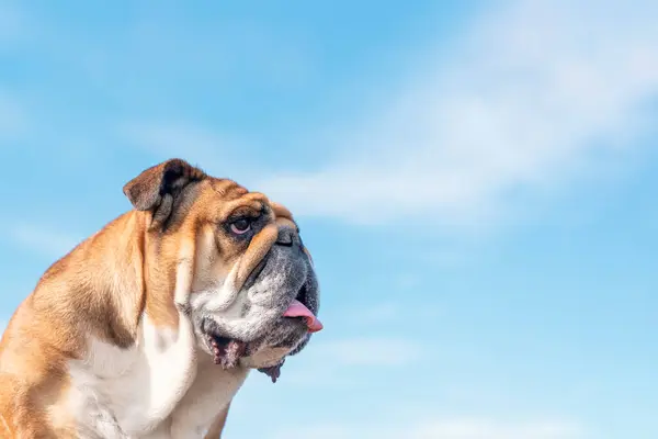 Portraut of Red English British Bulldog Dog  against blu sky. High-quality photo for card and calendar