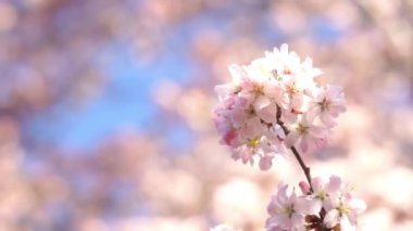 Bahar sıcağında Pembe Kiraz Çiçeği 'nin kapanışı. Çiçek açan ağaç ve güneş ışığıyla güzel bir doğa sahnesi. Bahar çiçekleri. Güzel meyve bahçesi. İlkbahar