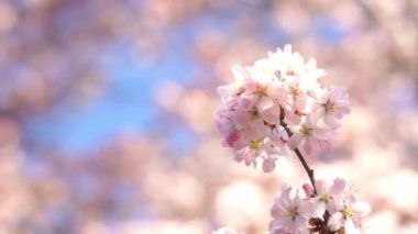 Bahar sıcağında Pembe Kiraz Çiçeği 'nin kapanışı. Çiçek açan ağaç ve güneş ışığıyla güzel bir doğa sahnesi. Bahar çiçekleri. Güzel meyve bahçesi. İlkbahar