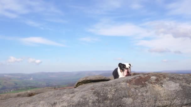 英国斗牛犬犬在山顶区散步时 黑色三色幽默英语 — 图库视频影像