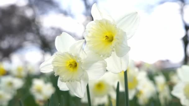 Verbazingwekkende Gele Narcissen Bloemen Zonnige Lentedag — Stockvideo