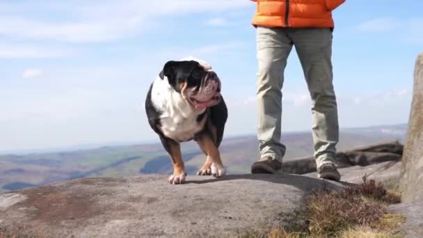 山の上にイギリスのブルドッグと幸せな年金受給者は ピーク地区で散歩に出かけます 犬のトレーニング 退職後のフリータイム — ストック動画