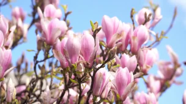 Vita Och Rosa Magnolia Blommor Grenen Varm Vår Solig Dag — Stockvideo