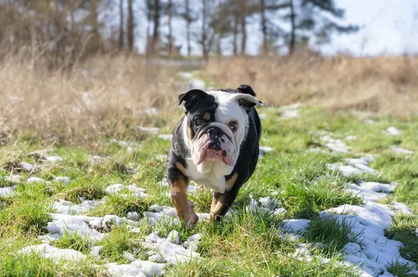 Komik siyah İngiliz Bulldog 'u ilkbahar günü kar çimlerinde koşmaya başladı.