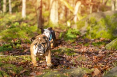 İki cesur, korkusuz kırmızı ve siyah üç renkli İngiliz Bulldogları güneşli bir günde ormanda yürüyorlar.