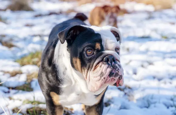 Funny  Black tri-color English British Bulldog in out for a walk running on the snow grass on a spring day