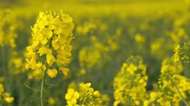 Kolza tohumu tarlasında kolza tohumu çiçeği