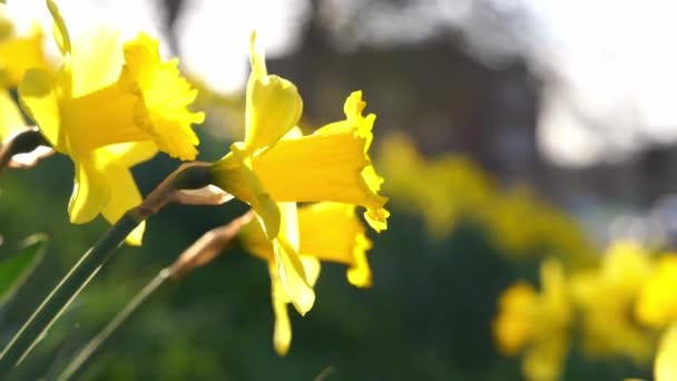Niesamowite Żółte Żonkile Kwiaty Słoneczny Wiosenny Dzień — Wideo stockowe