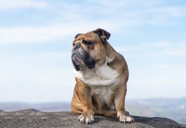 Kızıl İngiliz bulldogu dağın tepesinde güneşli bir günde Peak District 'te dağın tepesinde oturuyor..