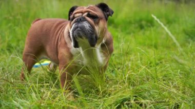 Funny beautiful classic Red English British Bulldog Dog out for a walk looking up sitting in the grass in forest on sunny day at sunset