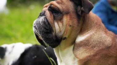 Funny beautiful classic Red English British Bulldog Dog out for a walk looking up sitting in the grass in forest on sunny day at sunset