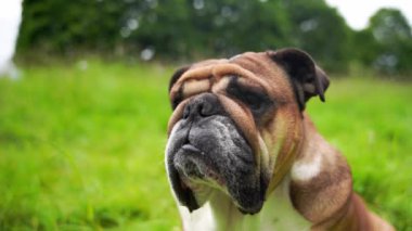 Funny beautiful classic Red English British Bulldog Dog out for a walk looking up sitting in the grass in forest on sunny day at sunset