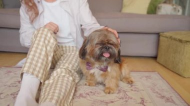 Shih tzu köpeğiyle evde eğlenen ve rahatlatan bir kadın. Ev kavramında boş ve mutlu zaman