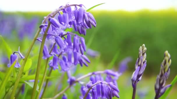 Fundo Surpreendente Bluebells Flores Prado Verde Dia Ensolarado Primavera Bela — Vídeo de Stock