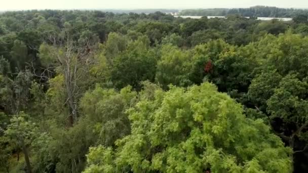 ガソリンチェーンソーで木を切断するアーバニスト — ストック動画