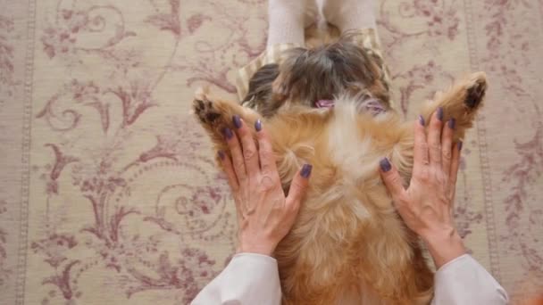 Wanita Bersenang Senang Dan Bersantai Rumah Dengan Anjing Shih Tzu — Stok Video