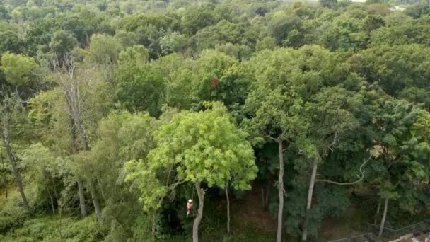 Arborysta Wycina Drzewo Piłą Łańcuchową Benzyny — Wideo stockowe