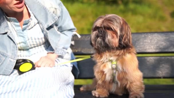 Женщина Развлекается Расслабляется Гуляя Собакой Свободное Счастливое Время Концепцией Домашних — стоковое видео