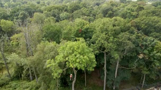 Arborist Die Bomen Omhakt Met Een Kettingzaag — Stockvideo