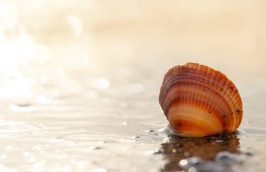 Sahildeki kumsalda büyük deniz kabuğu. Gün batımının arka ışığı. Arka plan. Yaklaş.