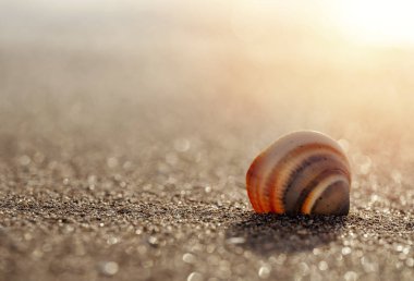 Sahildeki kumsalda büyük deniz kabuğu. Gün batımının arka ışığı. Arka plan. Yaklaş.