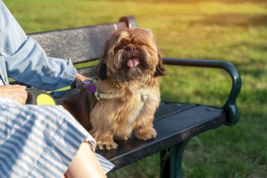 Komik pofuduk Shih-tzu evde oturuyor.