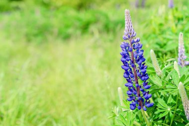 Sıcak bir yaz gününde, gün batımında çayırdaki lupin çiçekleri. Yaz çiçekleri. Metin Yüksek kaliteli fotoğraf için Yaz Zamanı Boşluğu