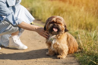 Shih tzu köpeğiyle eğlenen ve rahatlatan bir kadın. Evcil hayvan konseptiyle özgür ve mutlu zaman