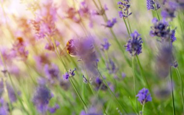 Güneşli yaz gününde lavanta çiçekli yaban arısı yakın plan. Yaz çiçekleri. Yaz mevsimi Yüksek kalite fotoğraf