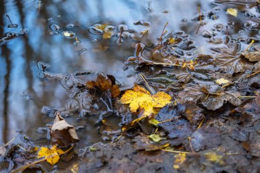 Sonbahar ormanının su birikintisindeki yansıması.