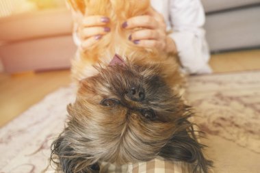 Shih tzu köpeğiyle evde eğlenen ve rahatlatan bir kadın. Ev kavramında boş ve mutlu zaman