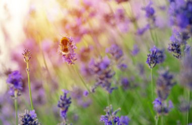 Güneşli yaz gününde lavanta çiçekli yaban arısı yakın plan. Yaz çiçekleri. Yaz mevsimi Yüksek kalite fotoğraf