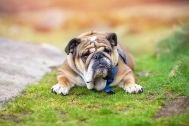 Funny beautiful classic Red English British Bulldog Dog out for a walk looking up sitting in the grass in forest on sunny day at sunset
