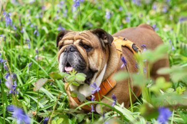 Kızıl İngiliz Buldog 'u yukarı bakıyor, dilini yalıyor ve güneşli bahar gününde çan çiçeklerinde oturuyor.